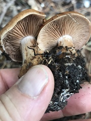 Cortinarius privignoides