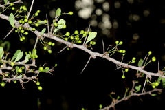 Gymnosporia maranguensis