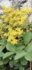 Sedum acre