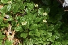 Orthilia secunda