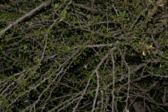 Gymnosporia maranguensis