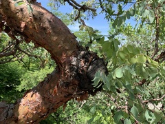 Pseudosmodingium perniciosum