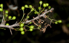 Gymnosporia maranguensis