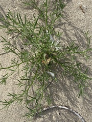 Cycloloma atriplicifolium