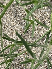 Cycloloma atriplicifolium