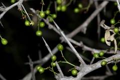 Gymnosporia maranguensis