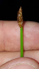 Eleocharis uniglumis