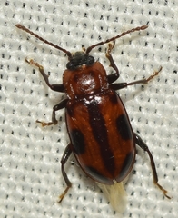 Ancylopus melanocephalus