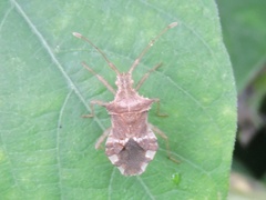 Cletomorpha