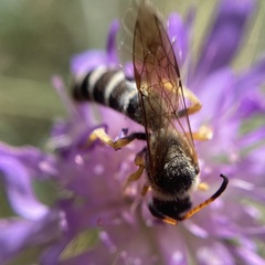 Halictus sexcinctus