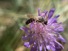 Halictus sexcinctus