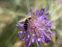 Halictus sexcinctus
