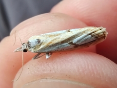 Catoptria pinella