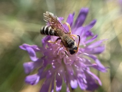 Halictus sexcinctus