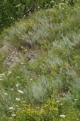 Artemisia dracunculus glauca