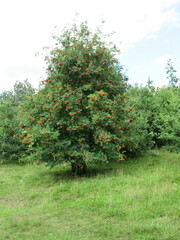 Sorbus aucuparia
