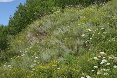 Artemisia dracunculus glauca
