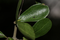 Strychnos madagascariensis