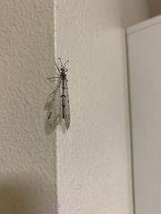 Dendroleon speciosus