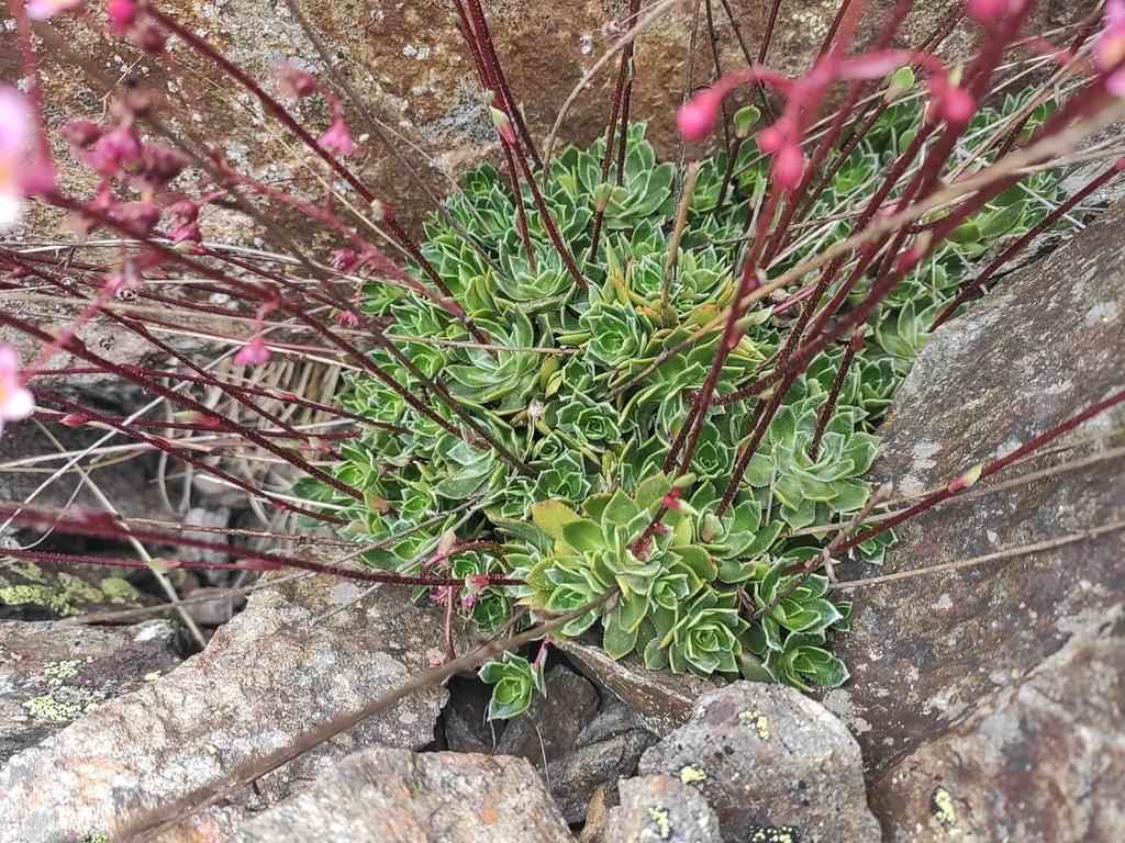 Saxifraga kolenatiana Regel