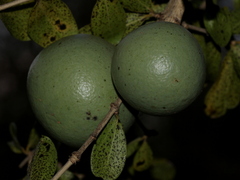 Strychnos madagascariensis