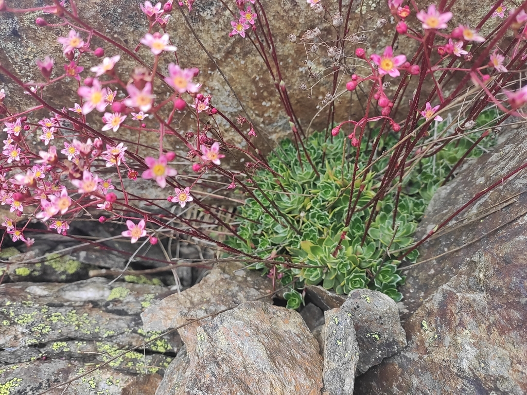 Saxifraga kolenatiana Regel 2