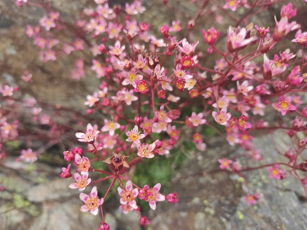 Saxifraga kolenatiana Regel 3