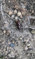 Prismognathus dauricus