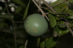 Strychnos madagascariensis