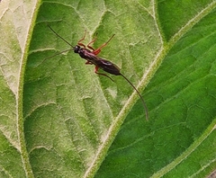 Xoridinae