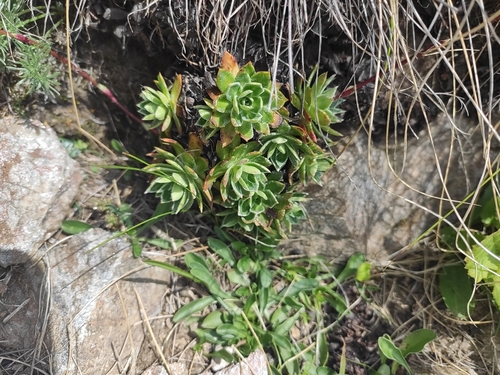 Image of Lifelong Saxifrage (Saxifraga kolenatiana) by (c) KAnatoliy, some rights reserved (CC BY)