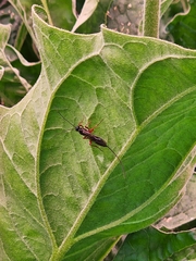 Xoridinae