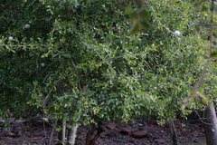 Strychnos madagascariensis