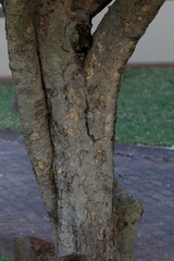 Gardenia volkensii
