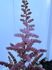 Astilbe japonica