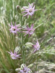 Silene scouleri