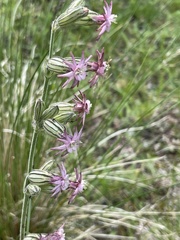 Silene scouleri