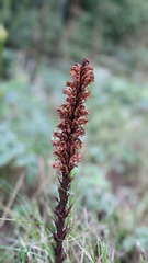 Orobanche elatior