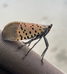 Lycorma