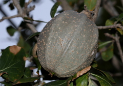 Gardenia volkensii