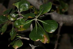 Gardenia volkensii