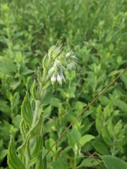 Lithospermum parviflorum