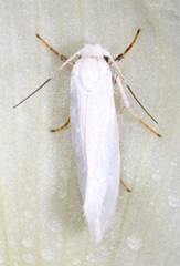 Prodoxidae