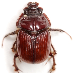 Eucanthus lazarus