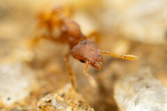 Strumigenys membranifera