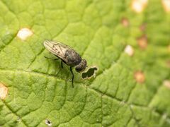 Paralimna punctipennis