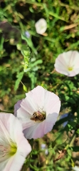 Anthophila