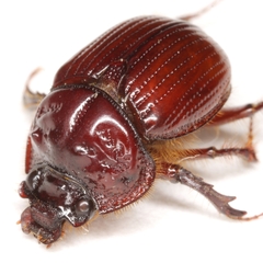 Eucanthus lazarus