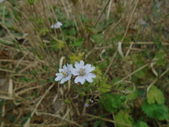 Geranium versicolor