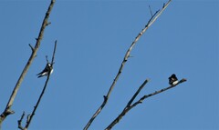 Tachycineta leucorrhoa